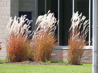 Grasses