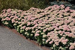 Sedum