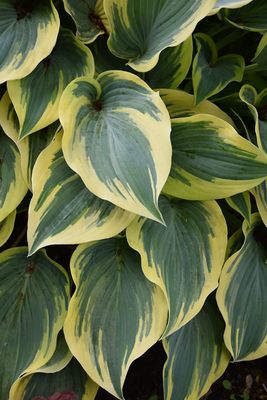 Hosta