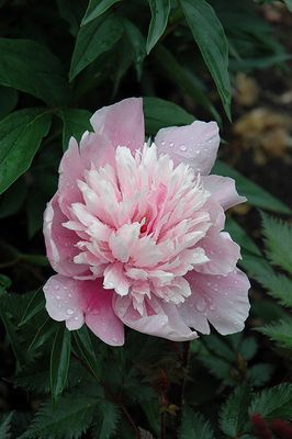 Peony