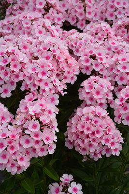 Phlox