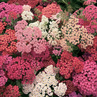 Achillea &#39;Summer Berries&#39; (Yarrow) Jumbo