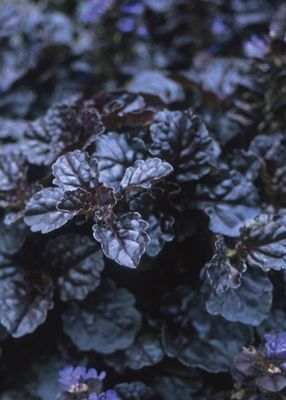 Ajuga 'Black Scallop' (Bugleweed ) 4"