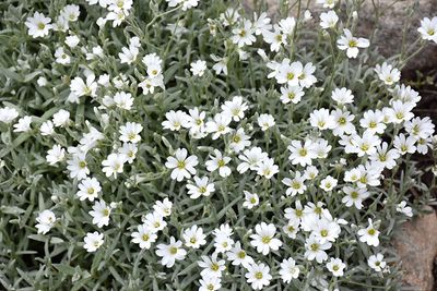 Cerastium tomentosum (Snow in Summer) 4"