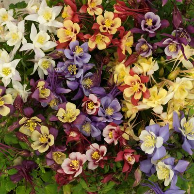 Aquilegia 'Early Bird Mix' (Columbine ) Jumbo