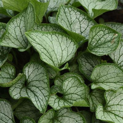 Brunnera 'Frost Bite' (Siberian Bugloss ) Jumbo