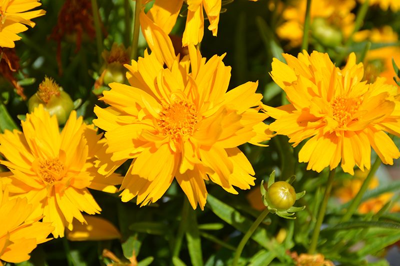 Coreopsis 'Double the Sun' (Coreopsis) Jumbo
