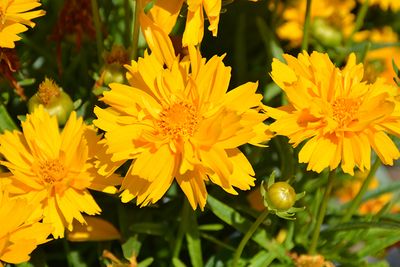 Coreopsis 'Double the Sun' (Coreopsis) Jumbo