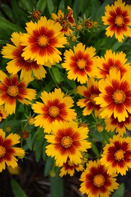 Coreopsis 'Uptick Gold Bronze' (Coreopsis) Jumbo