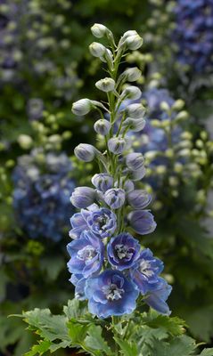 Delphinium 'Delphina Light Blue White Bee'  (Delphinium) Jumbo