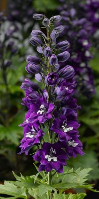 Delphinium 'Delphina Dark Blue White Bee'  (Delphinium) Jumbo