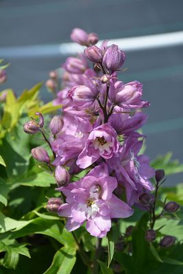 Delphinium 'Delphina Pink White Bee'  (Delphinium) Jumbo