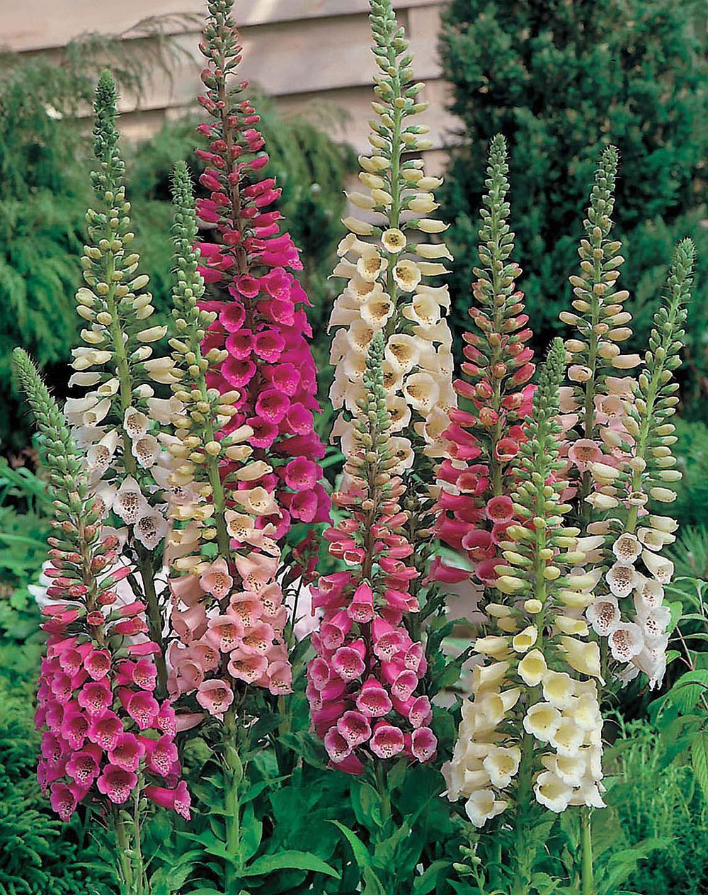 Digitalis 'Foxy'  (Foxglove) Jumbo