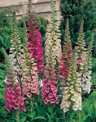 Digitalis 'Foxy'  (Foxglove) Jumbo