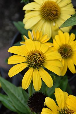 Echinacea purpurea 'Sombrero Lemon Yellow'  (Coneflower) Jumbo