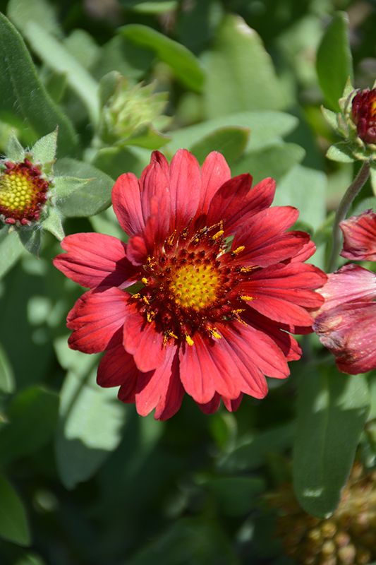 Gaillardia &#39;Mesa Red&#39; (Blanket Flower) Jumbo