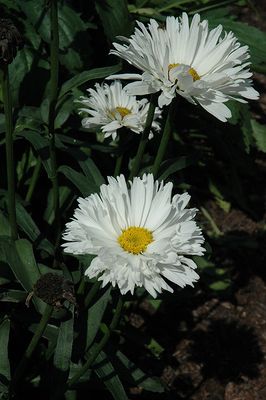 Leucanthemum 'Crazy Daisy'  (Shasta Daisy) Jumbo