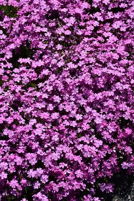 Phlox subulata 'Emerald Pink'  (Creeping Phlox) 4"