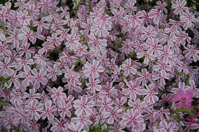 Phlox subulata &#39;Candy Stripe&#39;  (Creeping Phlox) 4&quot;