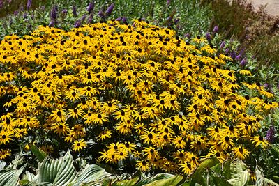Rudbeckia 'Goldblitz' (Black-Eyed Susan) Jumbo