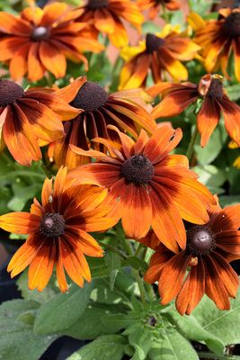 Rudbeckia hirta 'Autumn Colors'  (Black-Eyed Susan) Jumbo