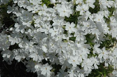 Phlox subulata 'White Delight' (Creeping Phlox) 4"