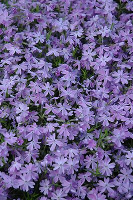 Phlox subulata &#39;Emerald Blue&#39; (Creeping Phlox) 4&quot;