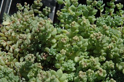 Sedum dasphyllum 'Major' (Corsican Stonecrop) 6inch Pot