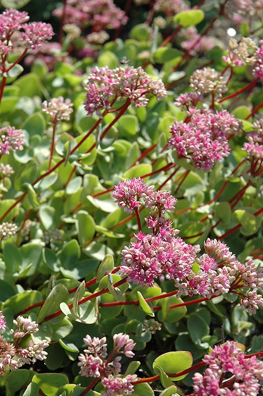 Sedum sieboldii (October Daphne Stonecrop) Jumbo