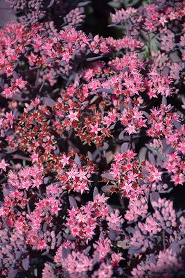Sedum 'Sunsparkler Plum Dazzled' (Creeping) Jumbo