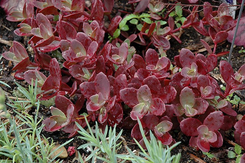 Sedum 'Sunsparkler Firecracker' (Creeping) Jumbo