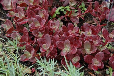 Sedum 'Sunsparkler Firecracker' (Creeping) Jumbo