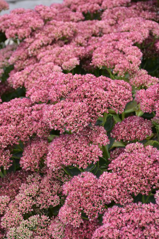 Sedum 'Autumn Fire' Jumbo