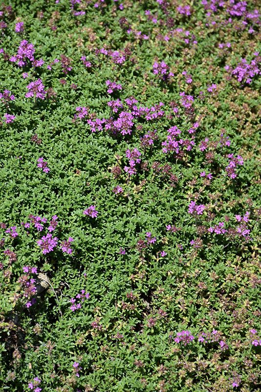 Thymus serpyllum (Creeping Thyme) 4"