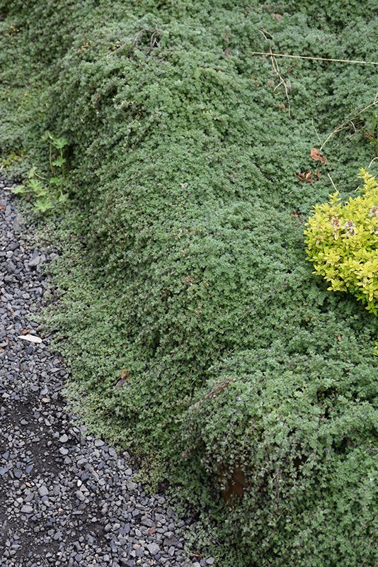 Thymus pseudolang. (Wooly Thyme) 4&quot;