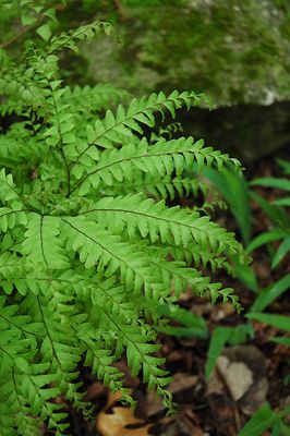 FERN - Adiantum pedatum (Maiden Hair Fern) 1G