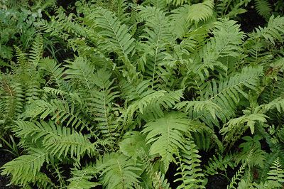 FERN - Polystichum acrostichoides (Christmas Fern) 1G