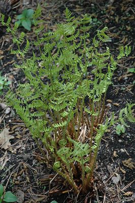 FERN - Dryopteris marginalis (Marginal Wood Fern) 1G