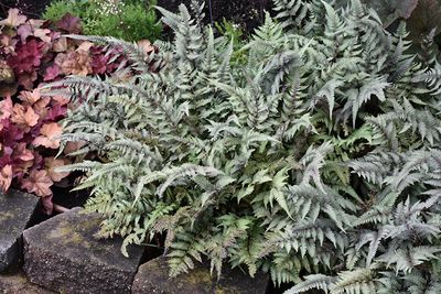 FERN - Athyrium niponicum 'Pictum' (Japanese Painted Fern) 1G