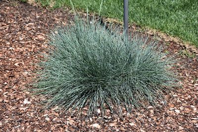 Festuca 'Cool as Ice' (Blue Fescue) 1G