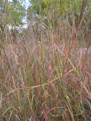 Andropogon gerardii (Big Bluestem) 1G