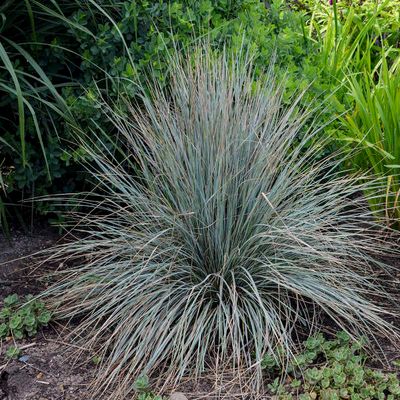 Helictotrichon sempervirens (Blue Oat Grass) 1G