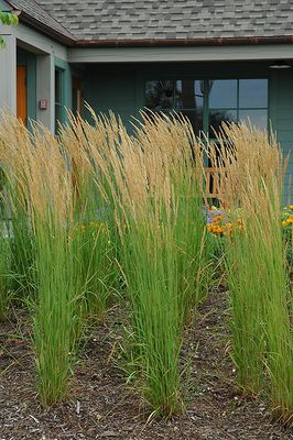 Calamagrostis acutiflora 'Karl Foerster' (Feather Reed Grass) 1G