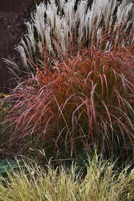 Miscanthus sinensis 'Fire Dragon' (Maiden Grass) 1G