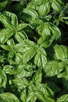 Herb Plants