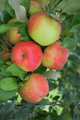 Fruit Trees/Shrubs