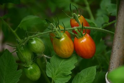 Vegetable Plants