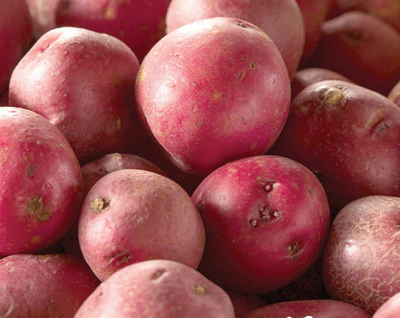 Seed Potatoes