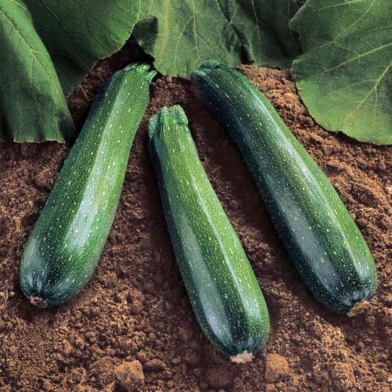 Zucchini 'Spineless Beauty' Cell Pak (4)