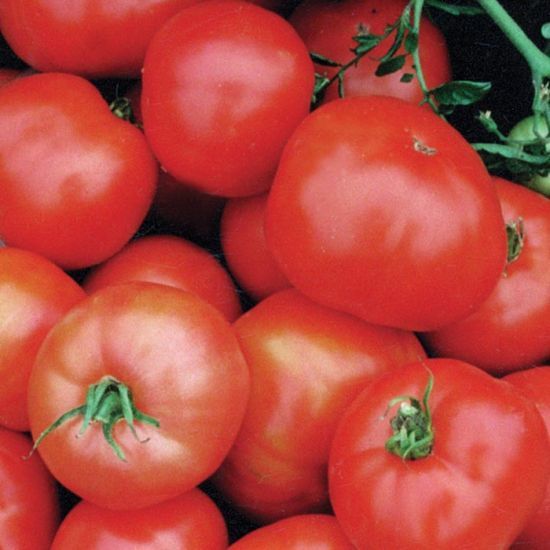 Tomato 'Ultra Sweet' Cell Pak (4)